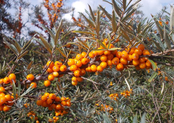 what is seabuckthorn (wonder berry)